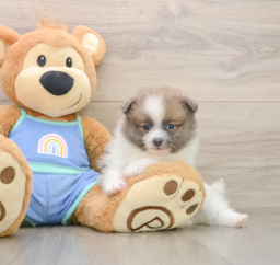 8 week old Pomeranian Puppy For Sale - Windy City Pups