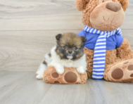 8 week old Pomeranian Puppy For Sale - Windy City Pups