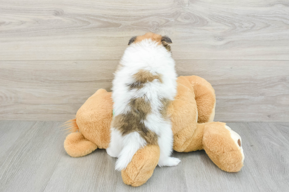 Friendly Pomeranian Baby