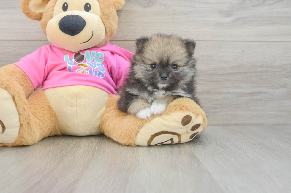 5 week old Pomeranian Puppy For Sale - Windy City Pups