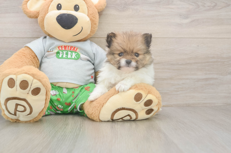 5 week old Pomeranian Puppy For Sale - Windy City Pups