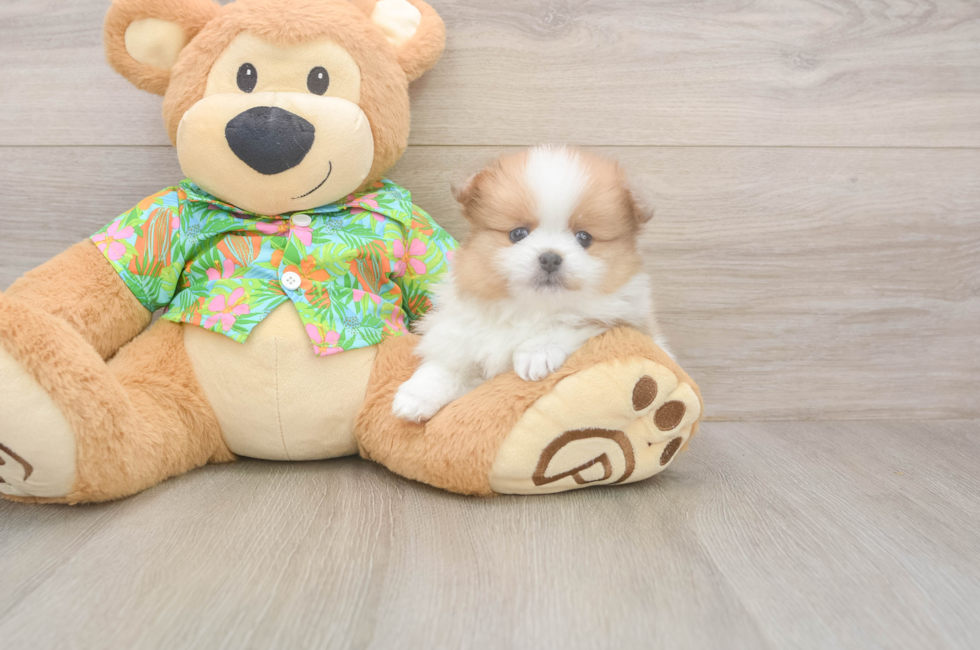 5 week old Pomeranian Puppy For Sale - Windy City Pups
