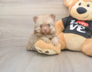 9 week old Pomeranian Puppy For Sale - Windy City Pups
