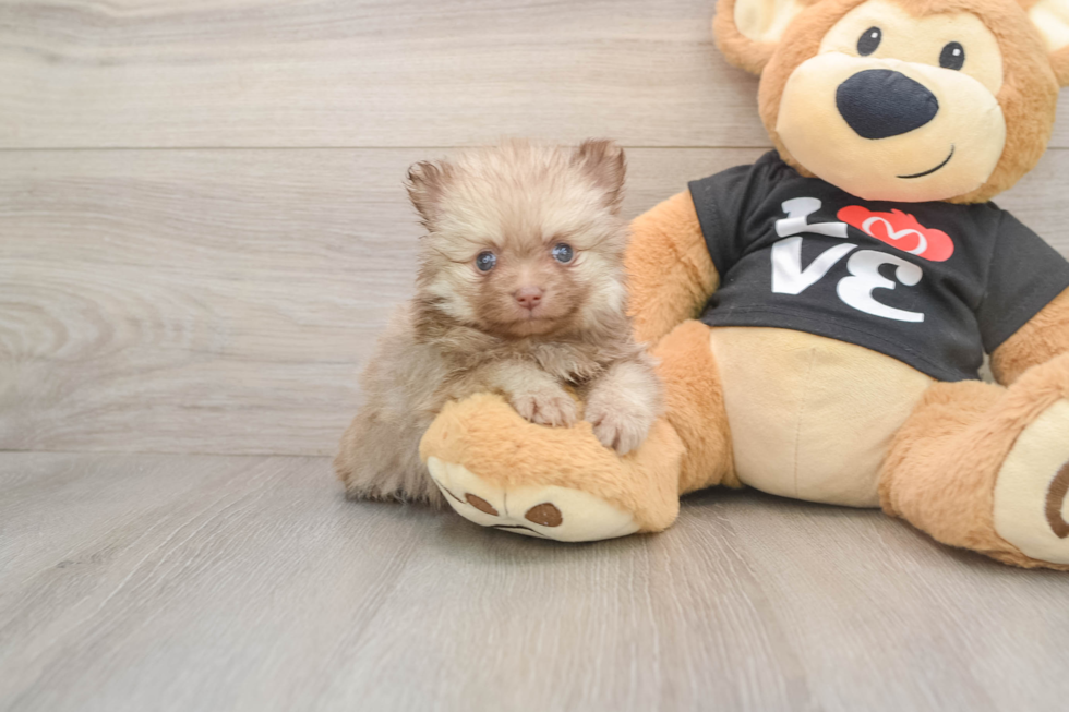 Pomeranian Puppy for Adoption