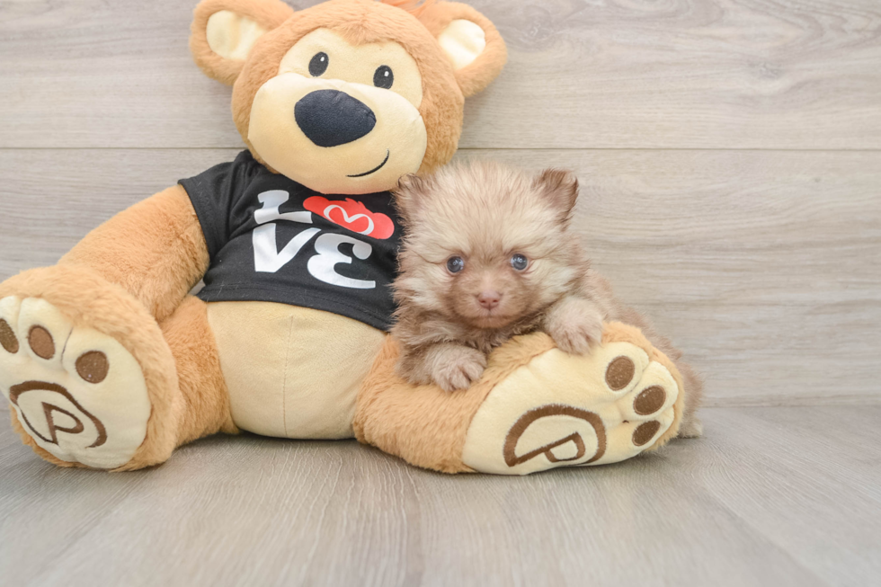 Happy Pom Purebred Puppy