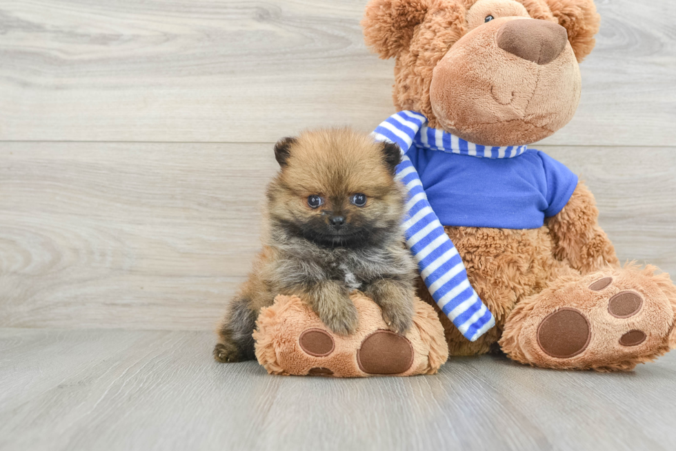 Pomeranian Pup Being Cute