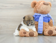 8 week old Pomeranian Puppy For Sale - Windy City Pups