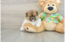 Best Pomeranian Baby