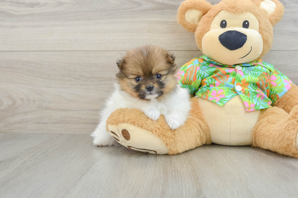 5 week old Pomeranian Puppy For Sale - Windy City Pups