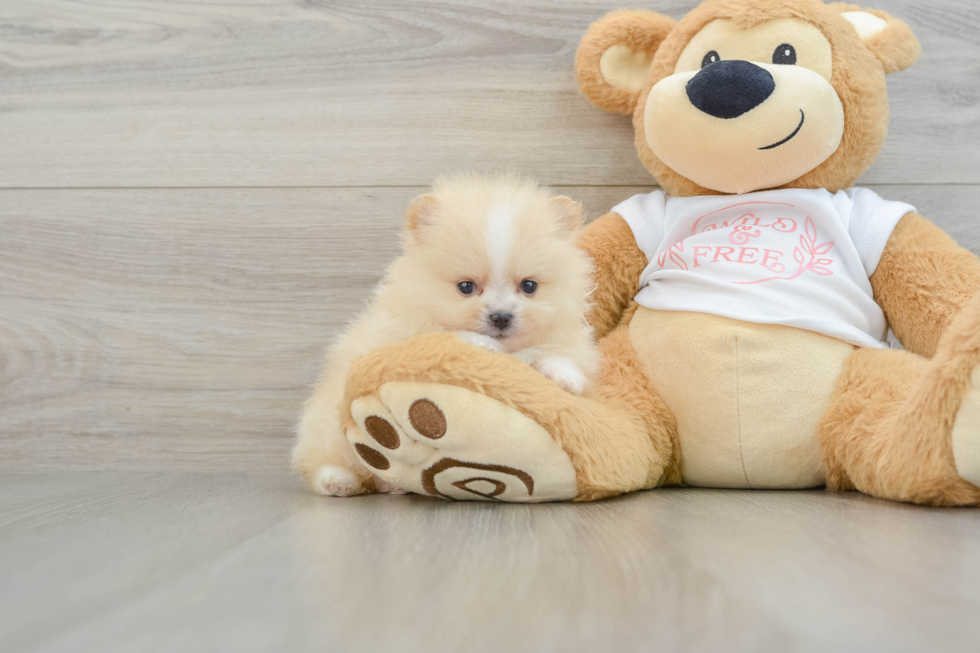 Pomeranian Puppy for Adoption
