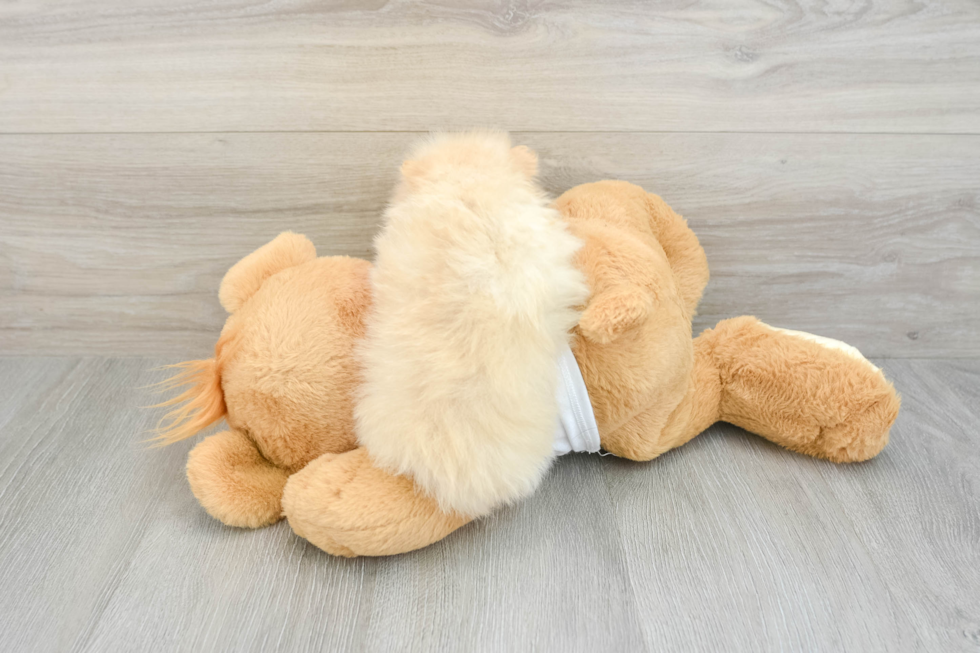 Pomeranian Puppy for Adoption