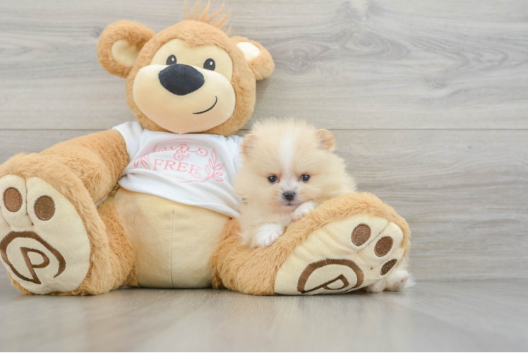 Little Pomeranian Baby
