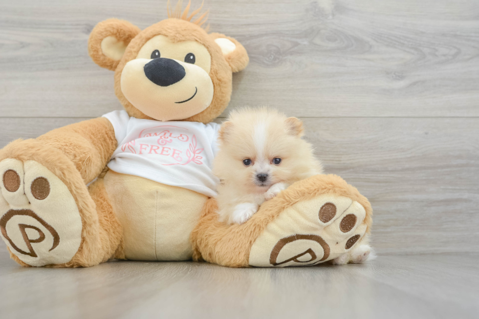 Little Pomeranian Baby