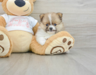 7 week old Pomeranian Puppy For Sale - Windy City Pups
