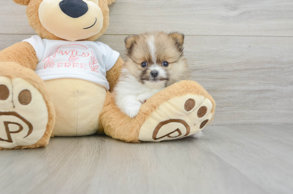 5 week old Pomeranian Puppy For Sale - Windy City Pups