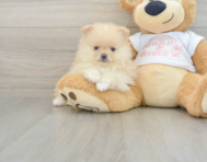 7 week old Pomeranian Puppy For Sale - Windy City Pups