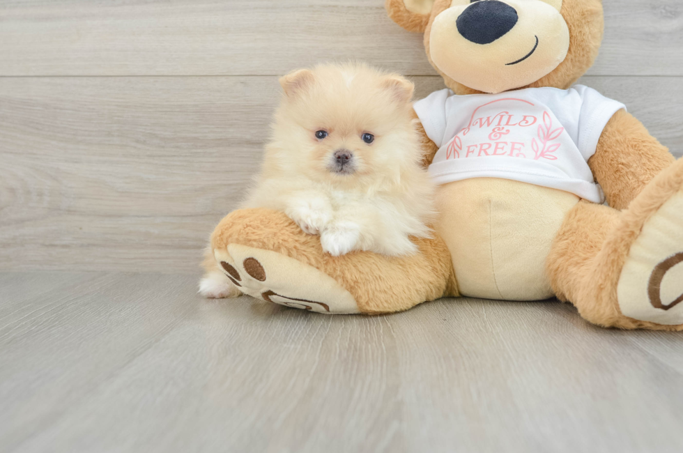 5 week old Pomeranian Puppy For Sale - Windy City Pups
