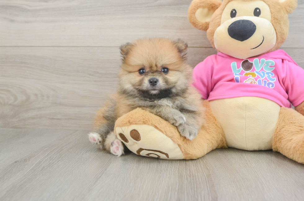 5 week old Pomeranian Puppy For Sale - Windy City Pups
