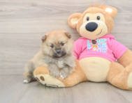8 week old Pomeranian Puppy For Sale - Windy City Pups