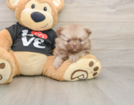 9 week old Pomeranian Puppy For Sale - Windy City Pups