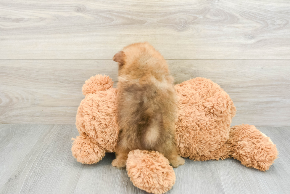 Hypoallergenic Pomeranian Baby