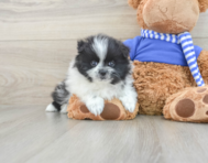 8 week old Pomeranian Puppy For Sale - Windy City Pups