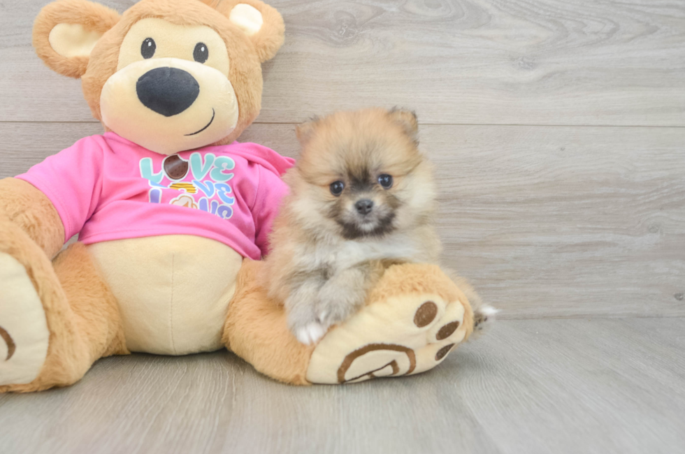 5 week old Pomeranian Puppy For Sale - Windy City Pups