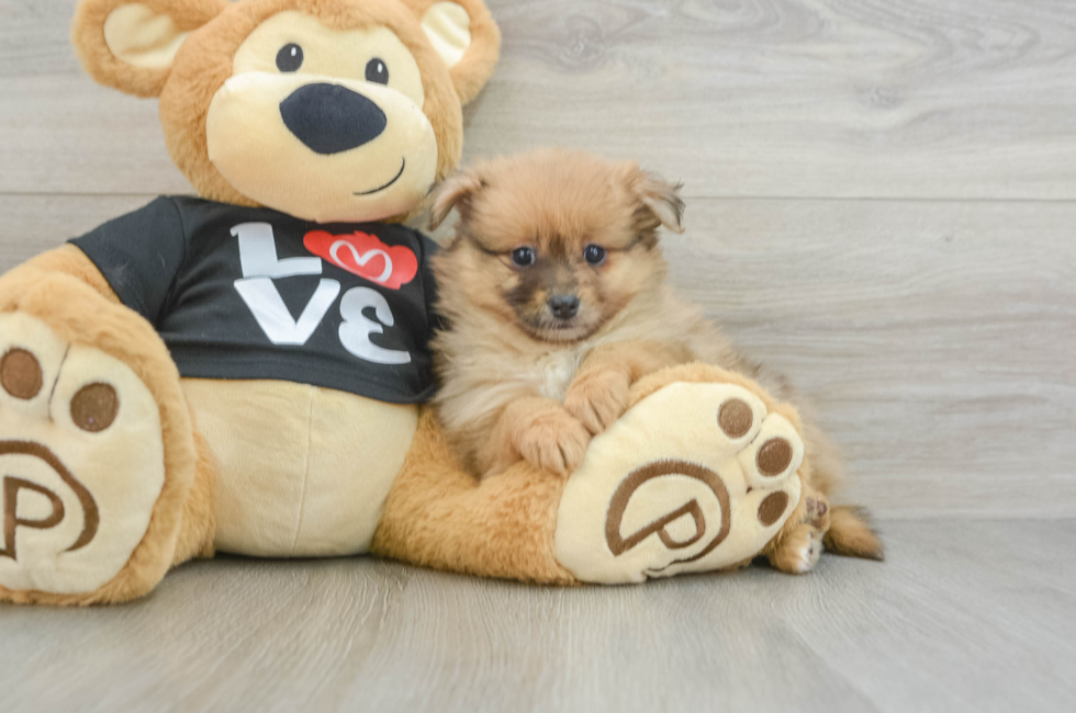 7 week old Pomeranian Puppy For Sale - Windy City Pups