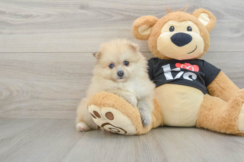 6 week old Pomeranian Puppy For Sale - Windy City Pups