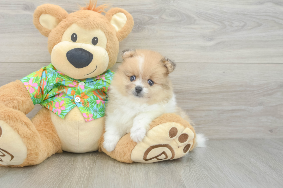 5 week old Pomeranian Puppy For Sale - Windy City Pups