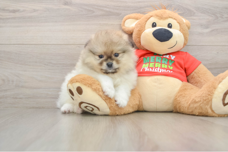 Petite Pom Purebred Puppy