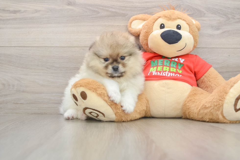 Petite Pom Purebred Puppy