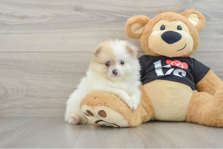 Happy Pom Dog Purebred Puppy