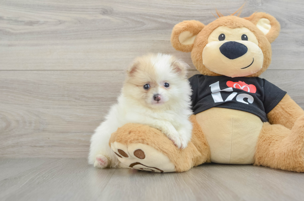6 week old Pomeranian Puppy For Sale - Windy City Pups