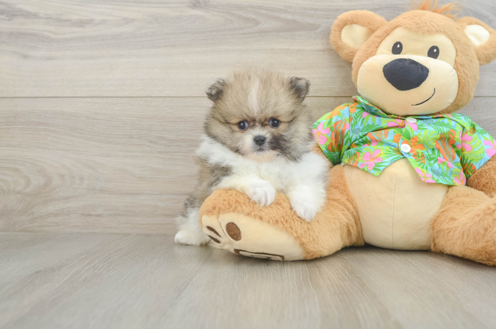 5 week old Pomeranian Puppy For Sale - Windy City Pups