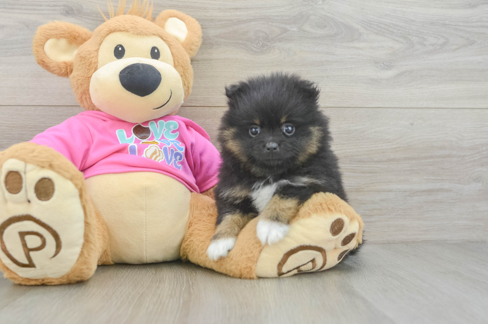 5 week old Pomeranian Puppy For Sale - Windy City Pups