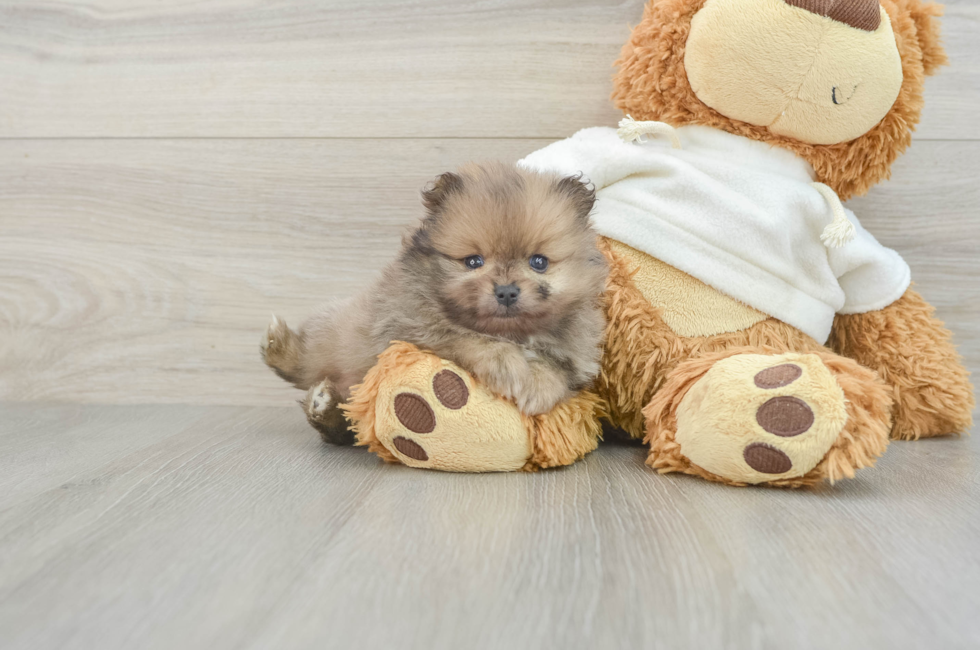 5 week old Pomeranian Puppy For Sale - Windy City Pups