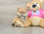 8 week old Pomeranian Puppy For Sale - Windy City Pups