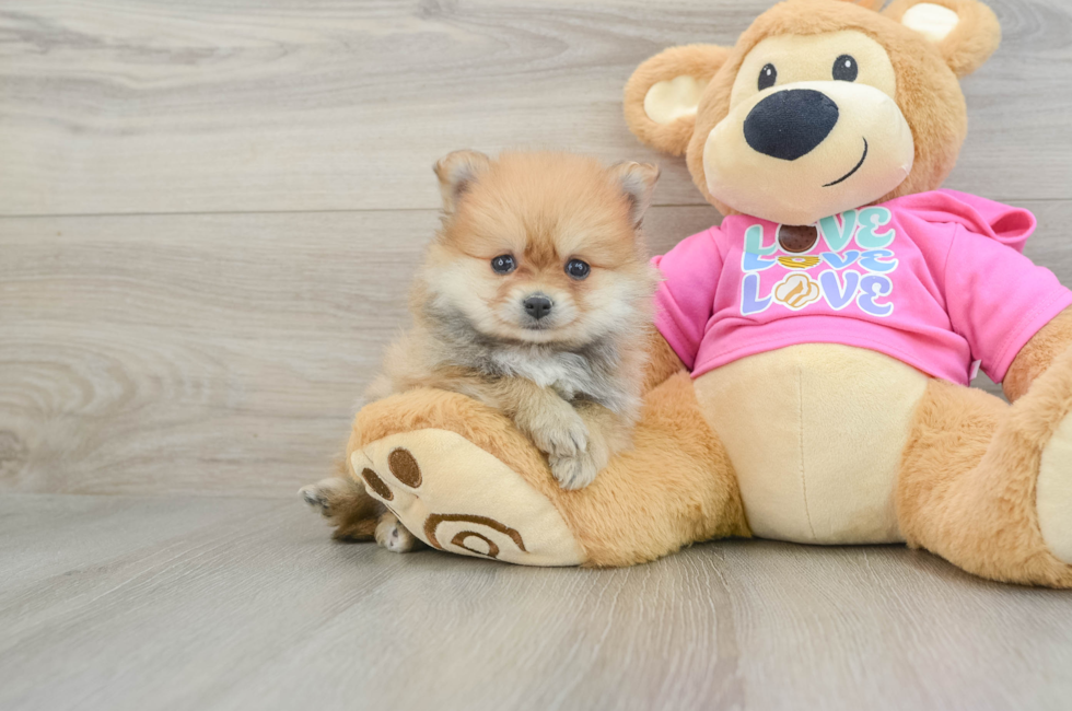 6 week old Pomeranian Puppy For Sale - Windy City Pups