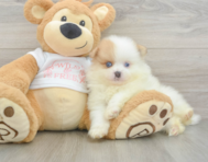 6 week old Pomeranian Puppy For Sale - Windy City Pups