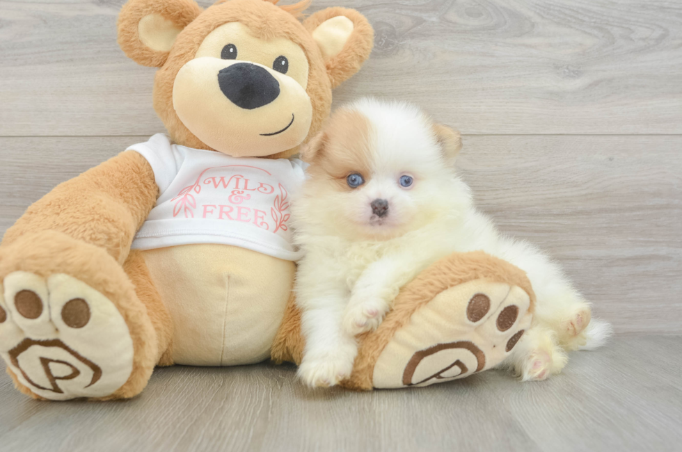 6 week old Pomeranian Puppy For Sale - Windy City Pups