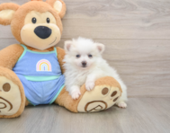 5 week old Pomeranian Puppy For Sale - Windy City Pups