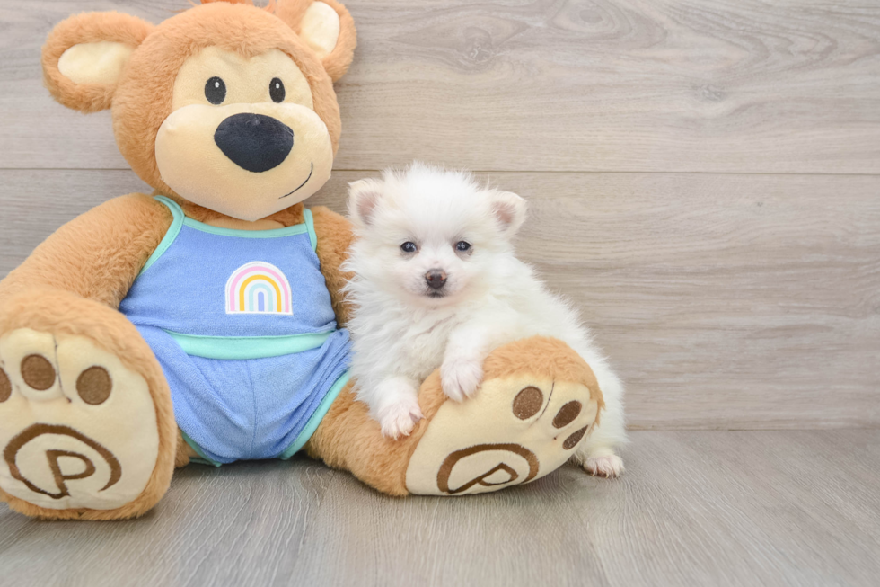 Smart Dwarf Spitz Purebred Puppy