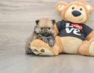 8 week old Pomeranian Puppy For Sale - Windy City Pups