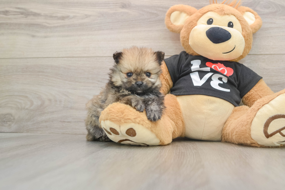 Friendly Pomeranian Purebred Pup