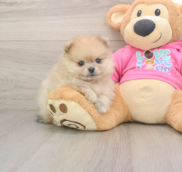 6 week old Pomeranian Puppy For Sale - Windy City Pups