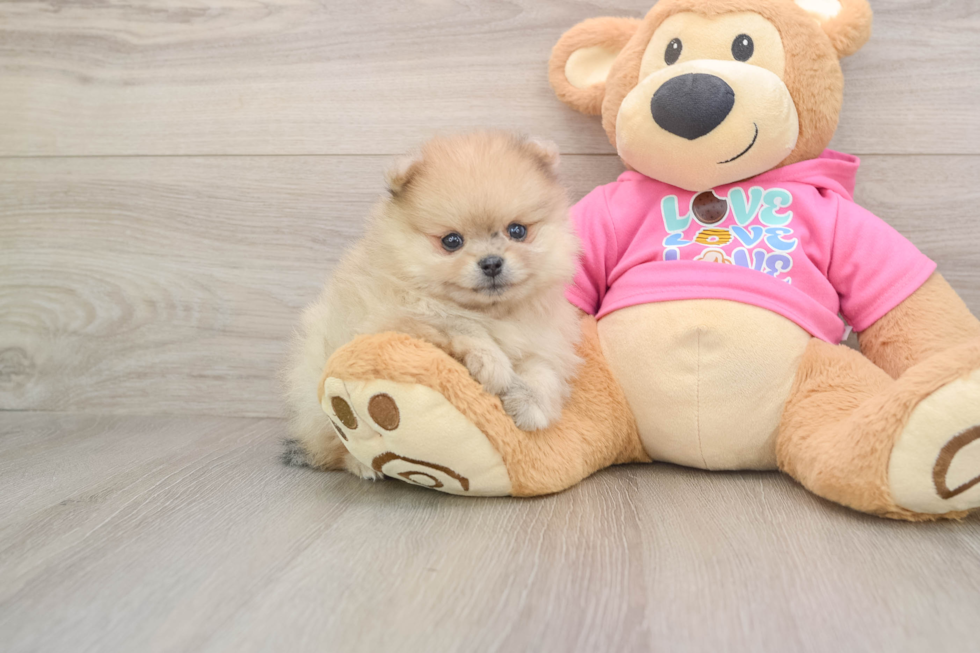 Funny Pomeranian Purebred Pup