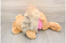 Pomeranian Puppy for Adoption