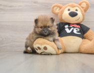 8 week old Pomeranian Puppy For Sale - Windy City Pups