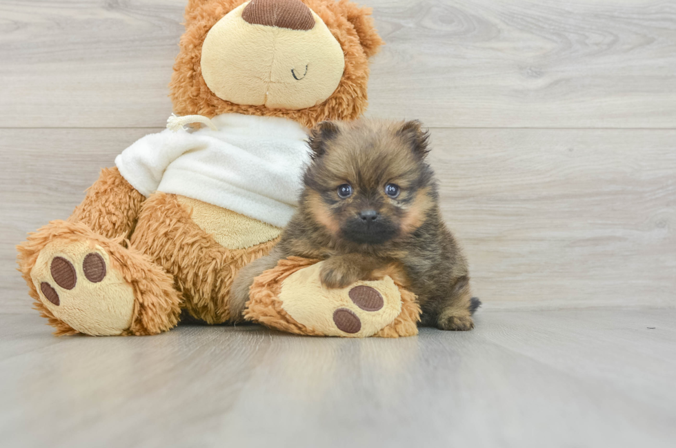 5 week old Pomeranian Puppy For Sale - Windy City Pups